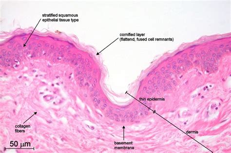 Pin by Andrea Shaw on Biology&medicine | Tissue types, Basement ...