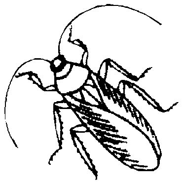 Cockroach Clipart Black And White Clip Art Library 6000 | The Best Porn Website