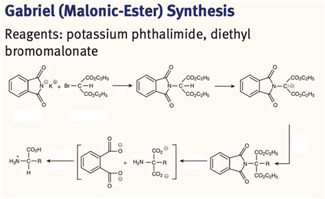 Organic Chemistry 11(b) Gabriel (Malonic-Ester) Synthesis Diagram | Quizlet