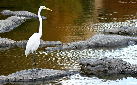 Wallpaper : water, nature, wildlife, Zoo, Florida, egret, Orlando, bird, rookery, fauna ...