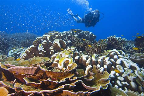 Diving Tioman Island – The Jewel in the Malaysian Crown