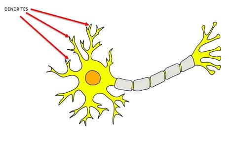 Dendrite - definition