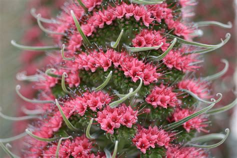 Bold and Beautiful: The Life of Echium Wildpretii | Longwood Gardens