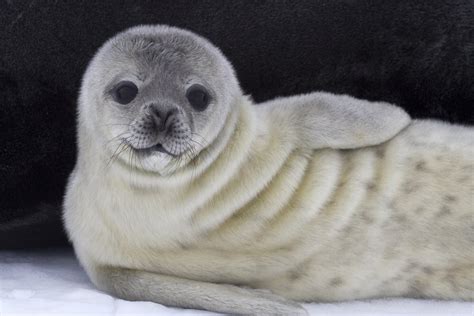 Fluffy Baby Seal