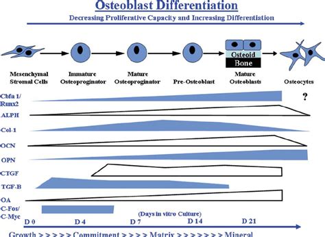 Temporal pattern of expression of markers during osteoblast... | Download Scientific Diagram