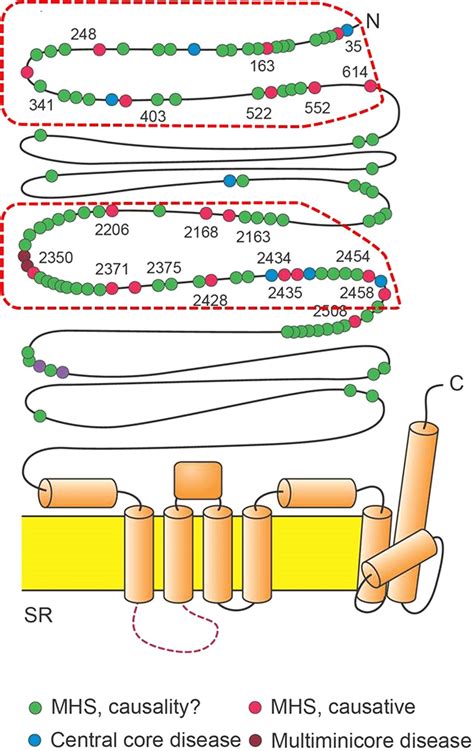 Schematic presentation of the RYR1 gene. Regions with the majority of ...