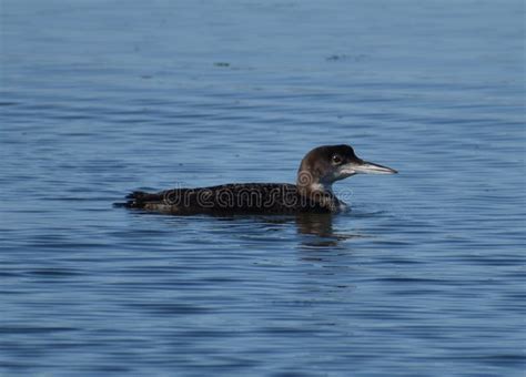 A Common Loon in Non-breeding Plumage Stock Image - Image of swimming ...