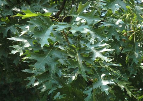 Quercus coccinea PB28 - Springvale Garden Centre