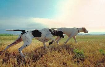 Guide to Sporting Dog Breeds and Characteristics | LoveToKnow