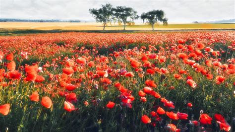 flowers, Field, Landscape HD Wallpapers / Desktop and Mobile Images & Photos