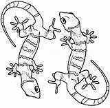 Gecko Coloring Pages  Best For Kids sketch template