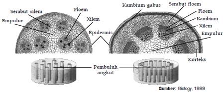 Gambar Struktur Anatomi Akar Monokotil Dan Dikotil Beserta Keterangannya