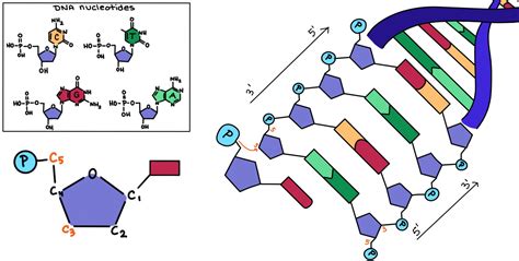 DNA Replication — Steps & Diagram - Expii