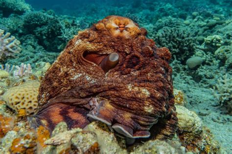 Octopus King Of Camouflage In The Red Sea Stock Image - Image of ...