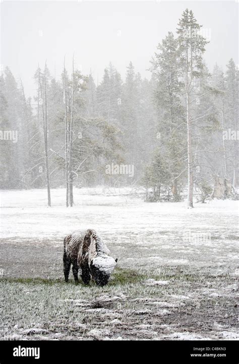 Bison in a Snow Storm Stock Photo - Alamy