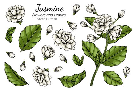 Jasmine Flower and Leaf Hand Drawn Botanical Illustration 1176954 ...