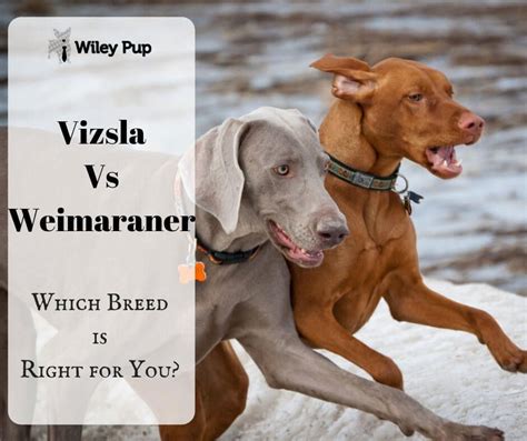 Pin on Vizslas