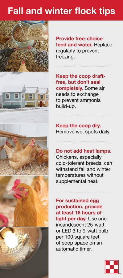 How to Keep Chickens Warm in Winter Weather - Poultry Producer