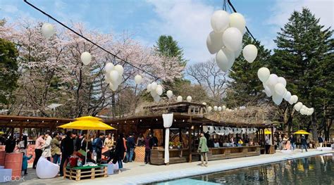 Nami Island Cherry Blossom Viewing from Seoul, South Korea