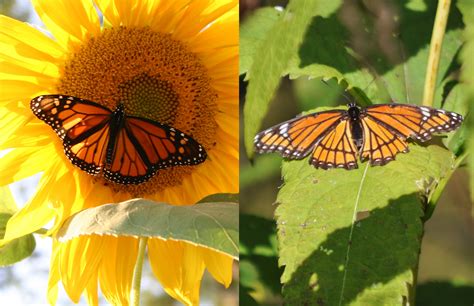 What's the difference?: Monarch butterfly vs. viceroy butterfly | Forest Preserve District of ...