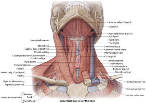 Supraclavicular Nerve Block: Ultrasound-Guided Technique - Procedures CONSULT JAPAN