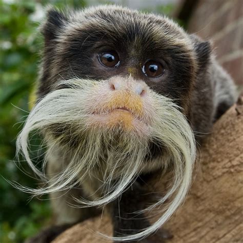 Animals - Hawaiian Rainforest