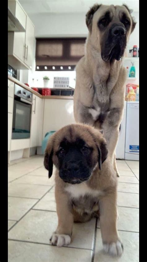 Male Kangal Puppy for sale | in Liverpool, Merseyside | Gumtree