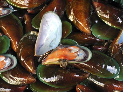 Green-lipped mussels - Stock Image - H110/4024 - Science Photo Library