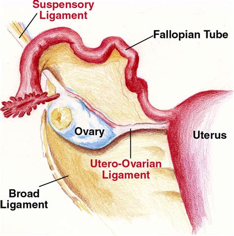 Ovarian ligament - Location, Anatomy, Function and Pictures