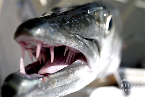 Barracuda up close and personal