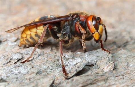 Close up view of giant hornet - Pointe Pest Control | Chicago Pest Control and Exterminator