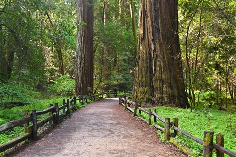 15 Top-Rated Hiking Trails near Santa Cruz, CA | PlanetWare