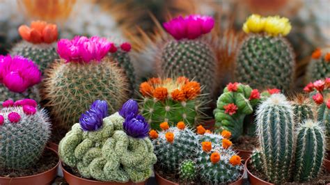 Types Of Blooming Cactus