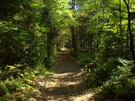 Trail In The Woods Free Stock Photo - Public Domain Pictures