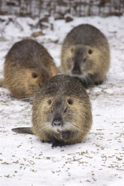 The coypu, also known as the river rat or nutria is a large herbivorous rodent native to South ...