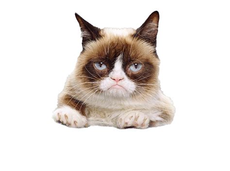 Grumpy Cat Face PNG File - PNG Mart