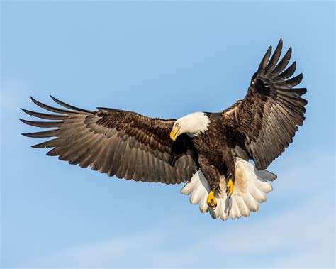 flying bald eagle #Fish Bald Eagle looking in #in-flight #fishing ...