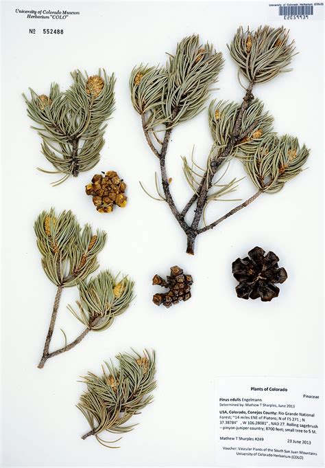 Piñon Pine | Museum of Natural History | University of Colorado Boulder