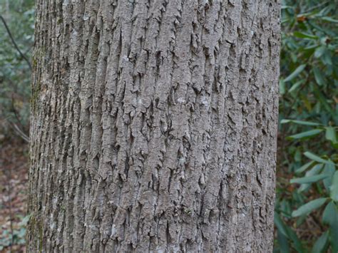 Yellow poplar (Liriodendron tulipifera) | Identify that Plant