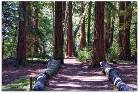 East Bay Trails - Today on East Bay Trails - Joaquin Miller Park