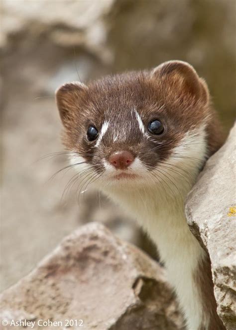 Stoat Kit - photo by Ashley Cohen at RSPB Conwy Animals And Pets, Baby Animals, Funny Animals ...