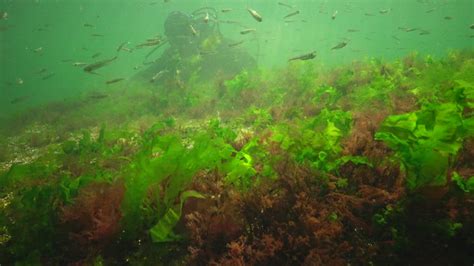 Photosynthesis in the sea, underwater landscape, fish Atherina pontica ...