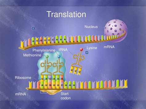 PPT - Translation mRNA to Proteins PowerPoint Presentation, free download - ID:3655874