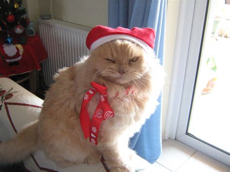 Merry Christmas - Cats Photo (33154212) - Fanpop