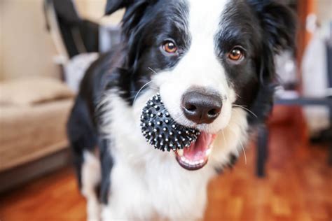 Durable dog toys: 15 toys your dog won't be able to destroy so easily