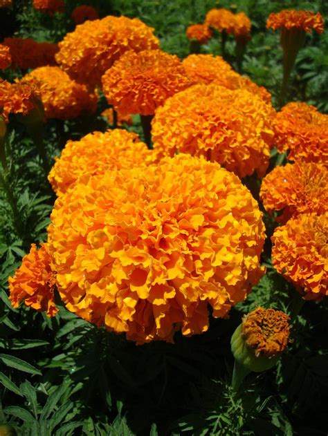 Photo of the bloom of African Marigold (Tagetes erecta 'Inca II Orange') posted by Paul2032 ...