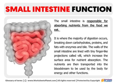 Small Intestine Function