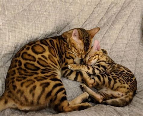 Kitten Care - Bengal Cat Care