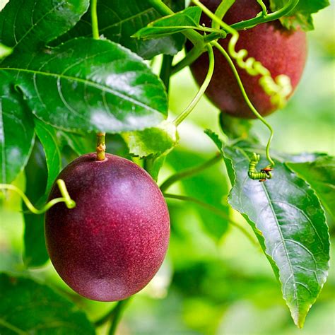 Possum Purple Passion Fruit | Exotic Tropical Fruit - PlantingTree