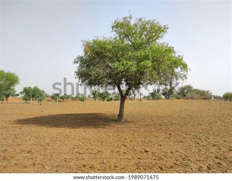 Rajasthan 2021 Plant Name Khejri Tree Stock Photo 1989071675 | Shutterstock